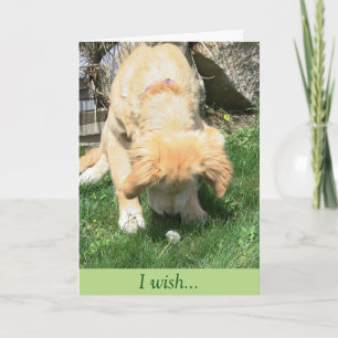 Carte Sympathie d'or de souhait de pissenlit