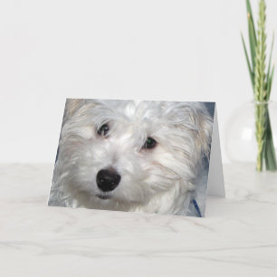 Carte Sympathie du chien