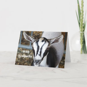 Carte Sympathie photo chèvre mignonne bébé
