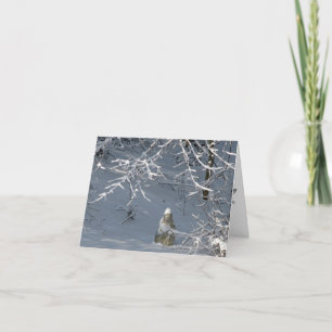 Carte Sympathy