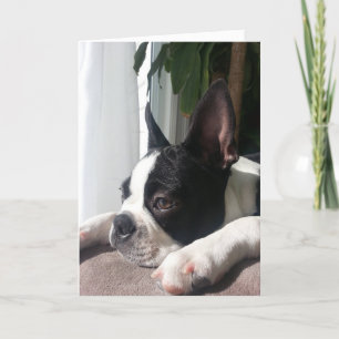Carte Sympathy boston terrier