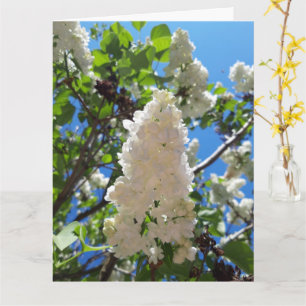 Carte Syringa, Arbre à fleurs blanc Lilac