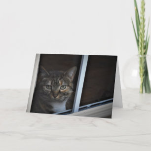 Carte Tabby Cat