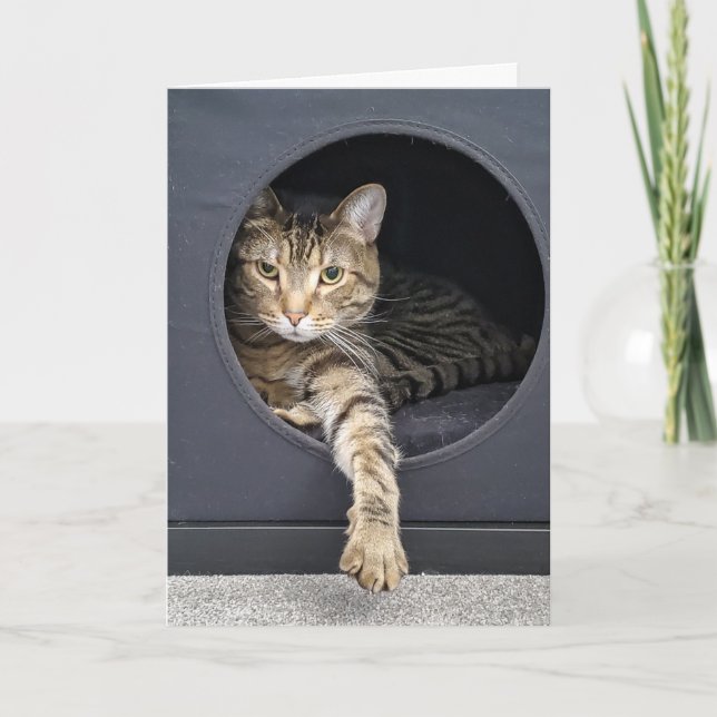 Carte Tabby Cat dans la boîte (Devant)