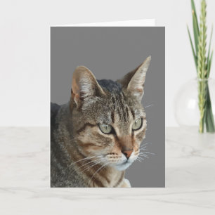 Carte Tabby Cat Étonnant Fermer Portrait Vector