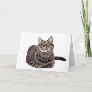 Carte Tabby Gris
