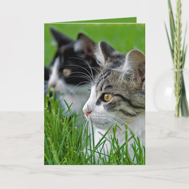 Carte Tabby Kittens Anniversaire En Herbe (Devant)