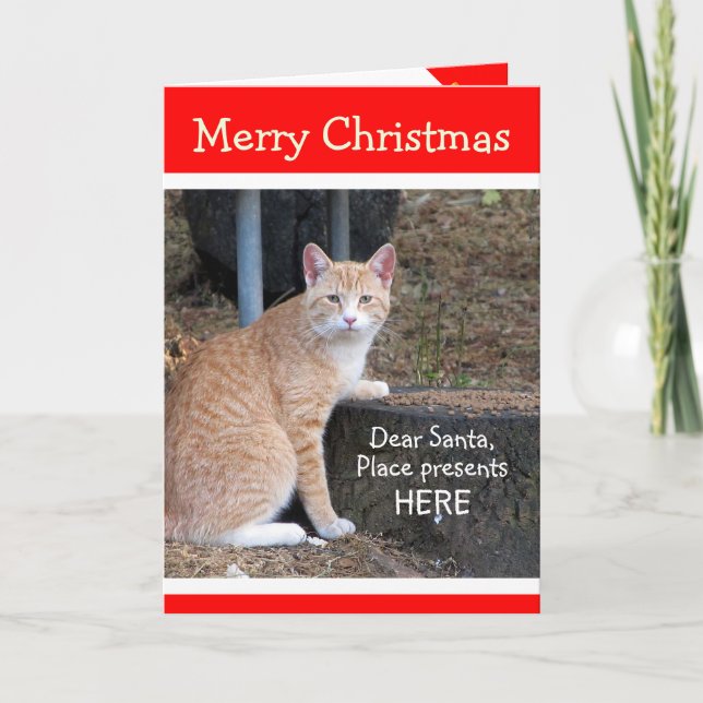 Carte Tabby Orange (Devant)