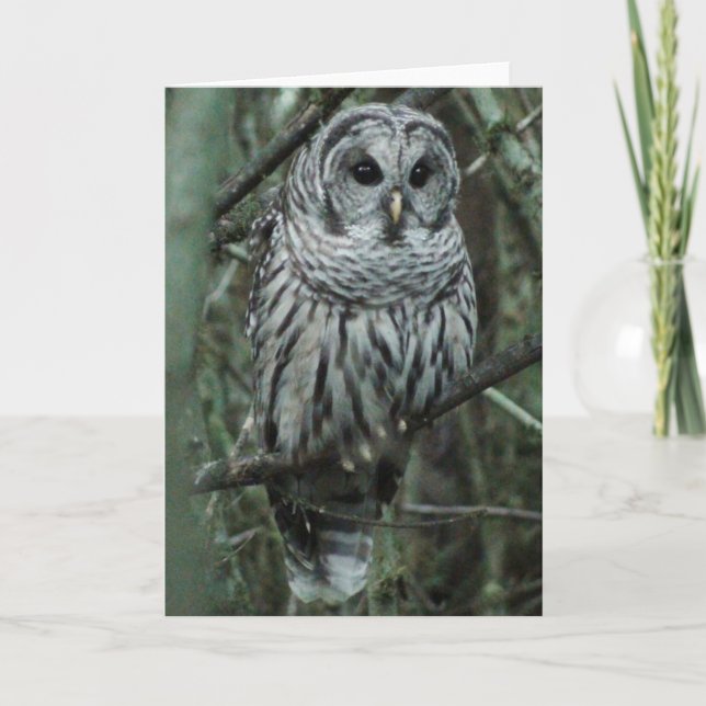 Carte Tache, le hibou (Devant)