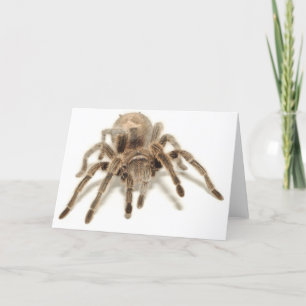 Carte Tarentule