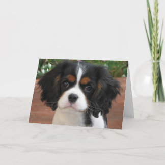 Carte Tarte de Cutie