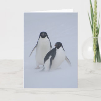 Carte Tempête de neige de pingouin