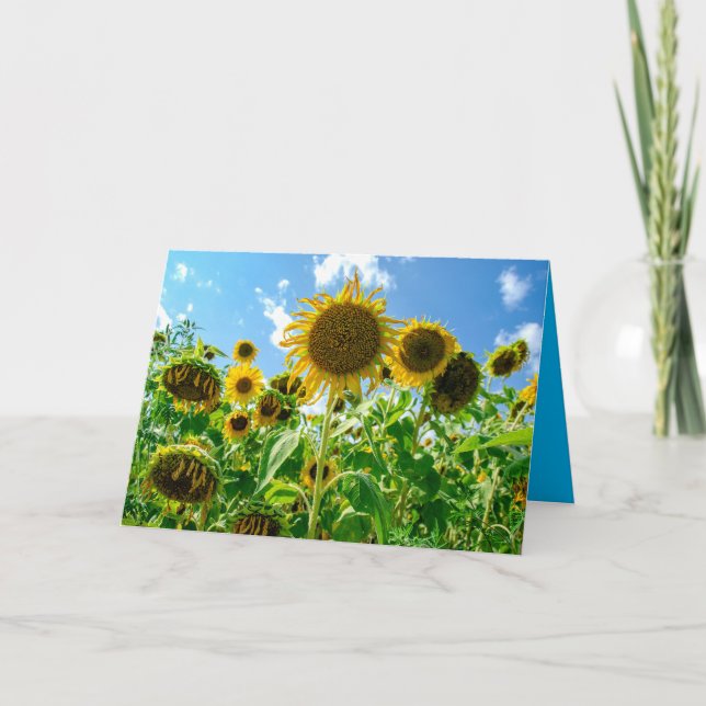 Carte Terrain de tournesol au soleil (Devant)