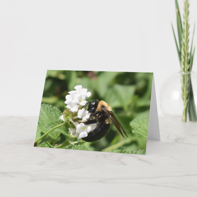 Carte Terre verte (Devant)