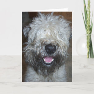 Carte Terrier blond comme les blés doucement enduit