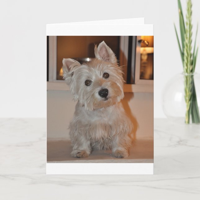 Carte Terrier de West Highland (Devant)