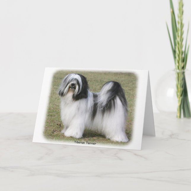 Carte Terrier tibétain (Devant)
