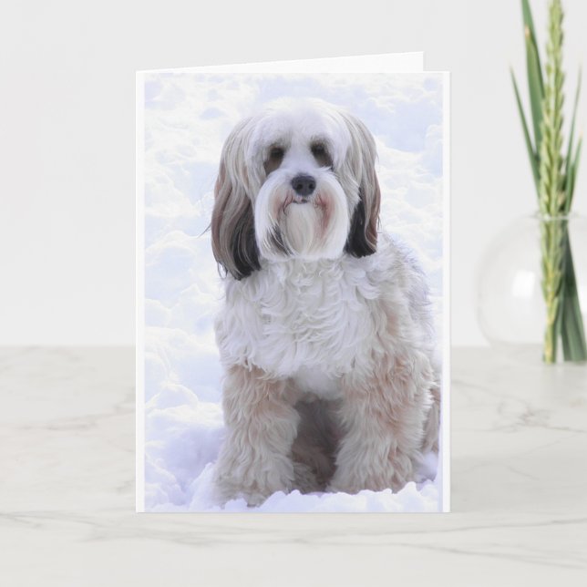 Carte Terrier tibétain sable et blanc (Devant)