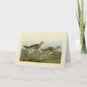 Carte Tétras à queue fine - Audubon's Birds of America