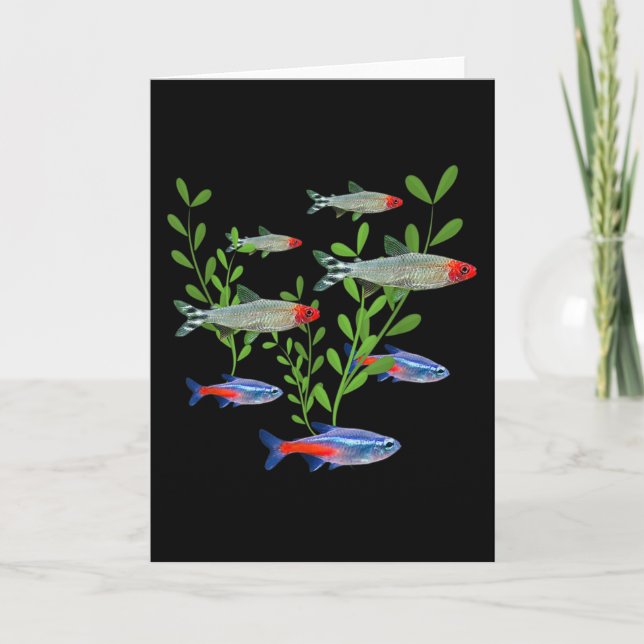 Carte Tetras Aquarium Neon Tetras Rummy Nez Tetras Poiss (Devant)