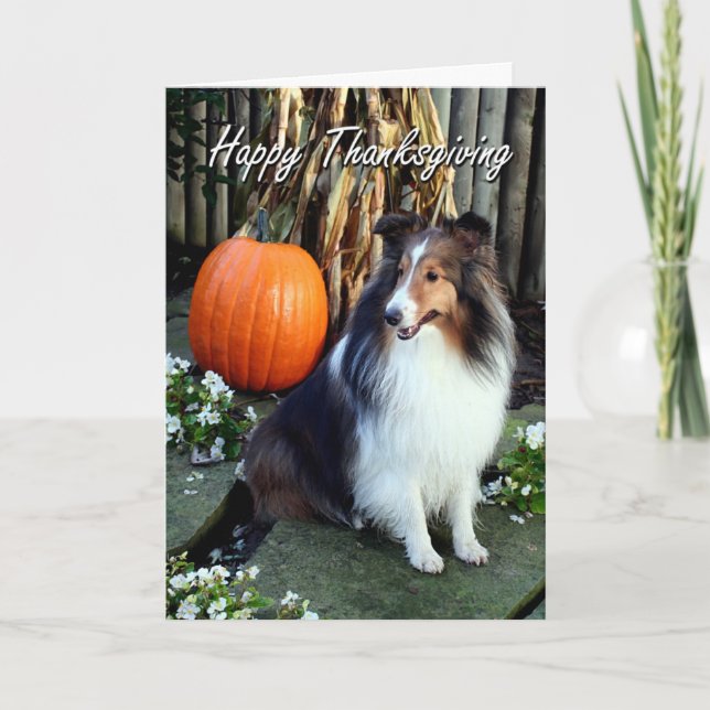 Carte Thanksgiving Shelty (Devant)