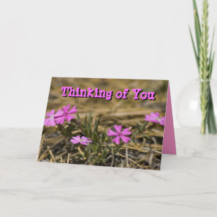 Carte Thinking of You Blank Inside Pink Phlox Wildflower