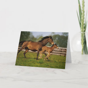 Carte Thoroughbred Chestnut Mare & Foal