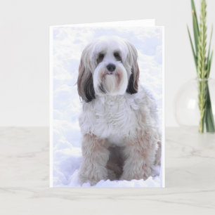 Carte Tibetan Terrier Sable and White