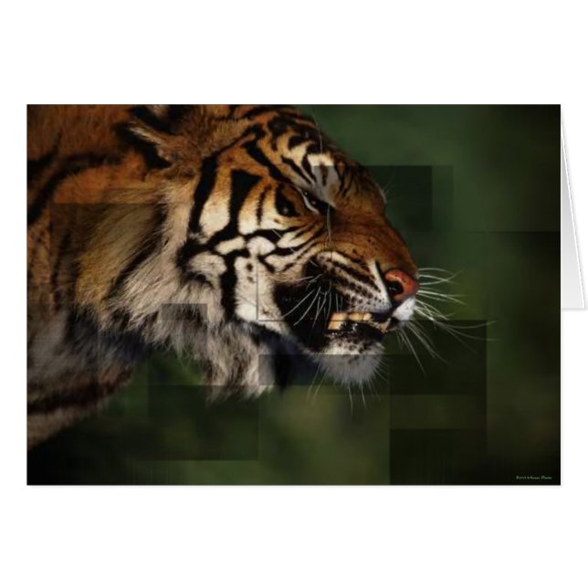 Carte Tiger (Devant horizontal)