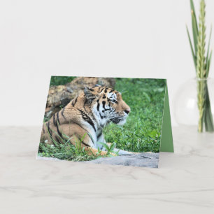 Carte Tigre
