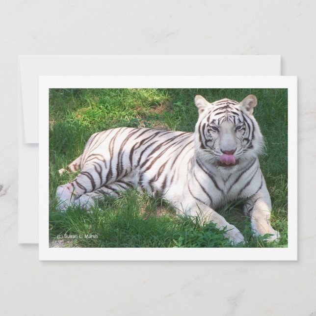 Carte Tigre blanc avec yeux bleus Lick Nique (Devant)