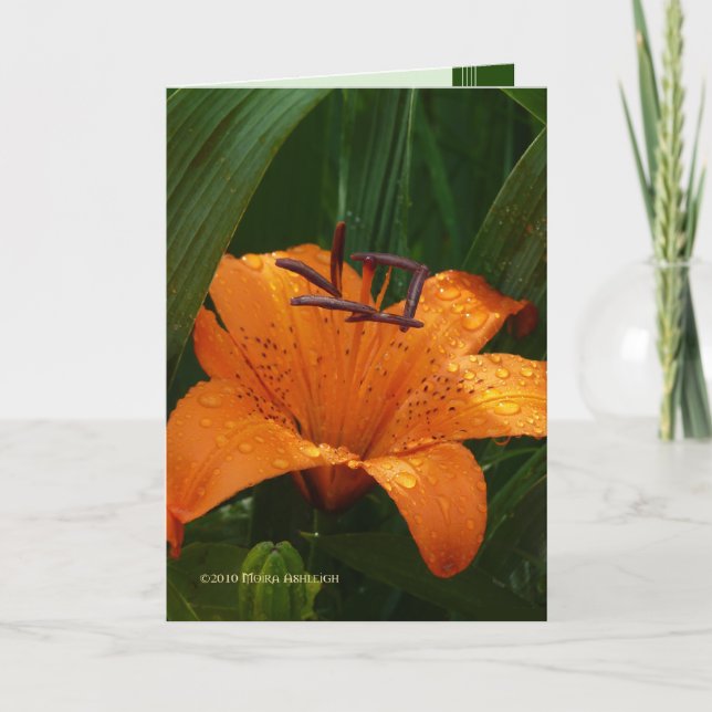 Carte Tigre en vert (Devant)