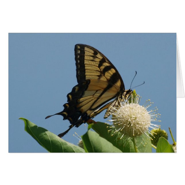 Carte - Tigre sur Buttonbush (Devant horizontal)