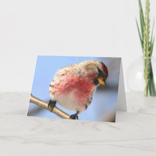 Carte Tilting Redpoll Greeting Card
