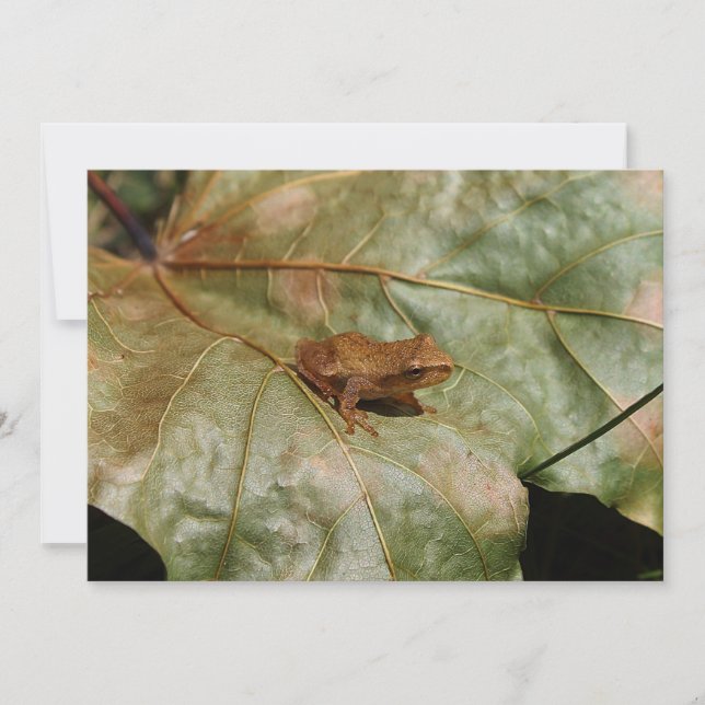 Carte Tiny Toad (Devant)