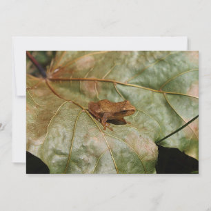 Carte Tiny Toad