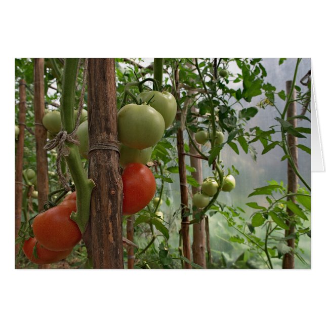 Carte Tomates (Devant horizontal)