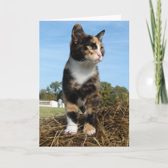 Carte Torti Cat sur une balle de foin (Devant)