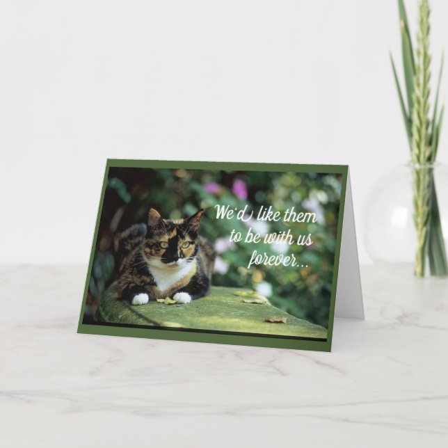 Carte Tortie Chat sur le banc de jardin (Devant)