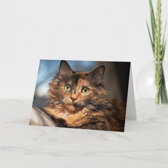 Carte Tortoiseshell Fluffy Cat (Devant)