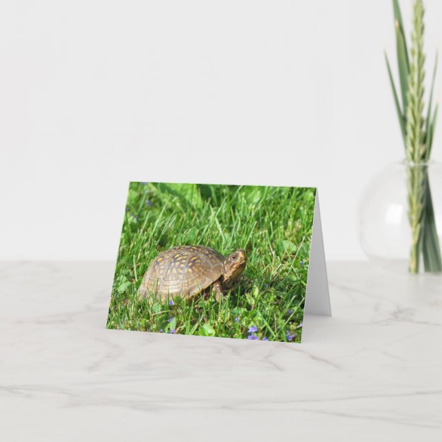 Carte Tortue (Devant)