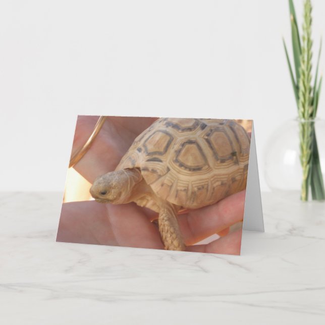 Carte Tortue de bébé (Devant)