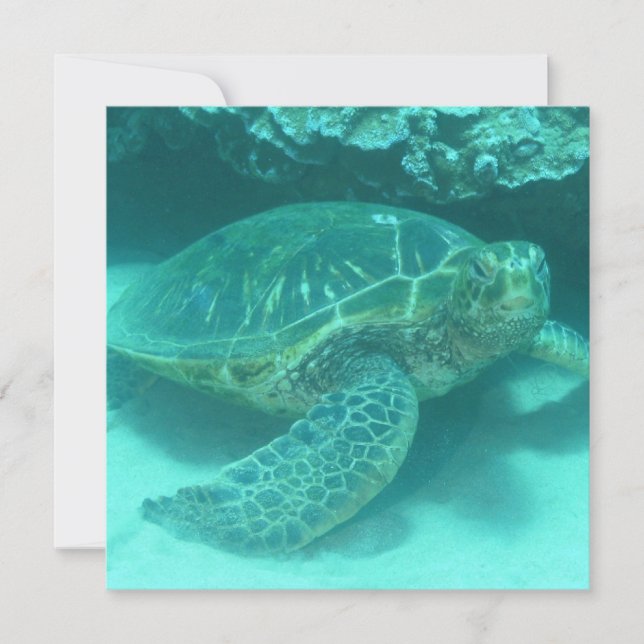 Carte Tortue de mer verte (Devant)