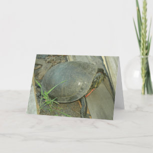 Carte Tortue peinte (picta de Chrysemys)