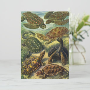 Carte Tortues de mer Tortue terrestre vintage par Ernst 