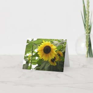 Carte Tournesol (Helianthus)