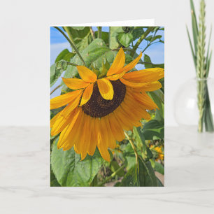 Carte Tournesol triste