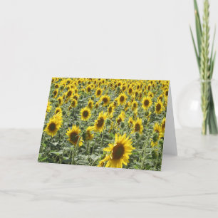 Carte Tournesols dans la fin de l'après-midi