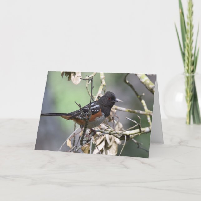 Carte Towhee tachetée (Devant)