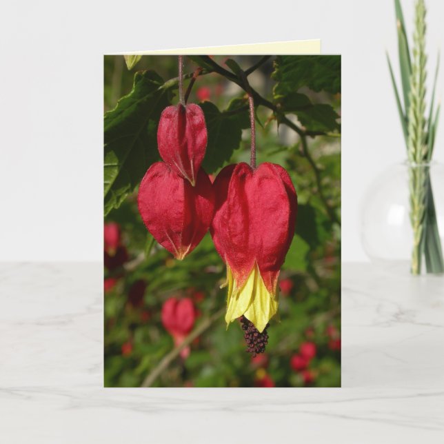 Carte Trail Abutilon (Devant)